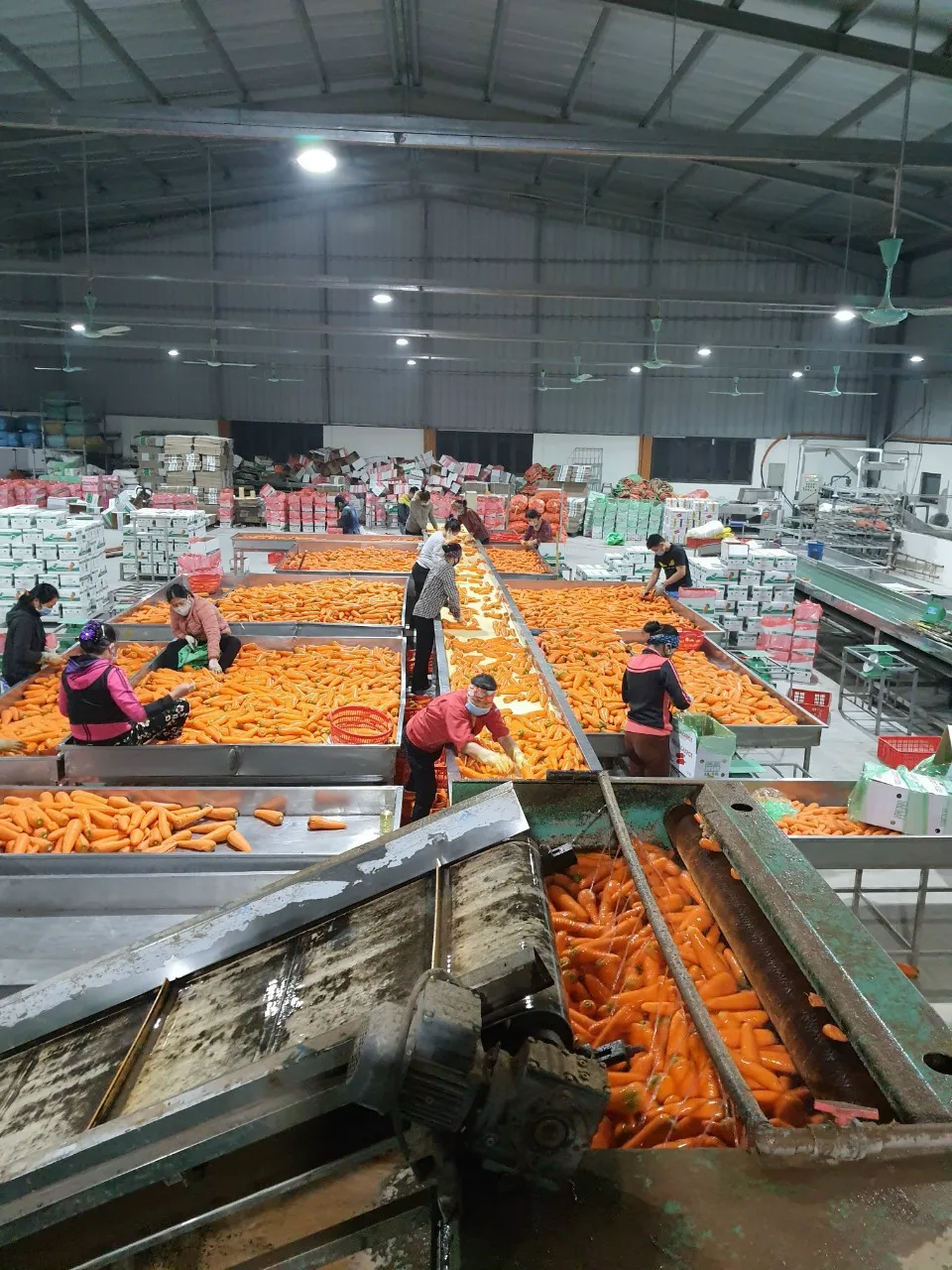 Горячая распродажа! Новый урожай свежих органических овощей оптом, семена картона/моркови, цена моркови оптом на экспорт