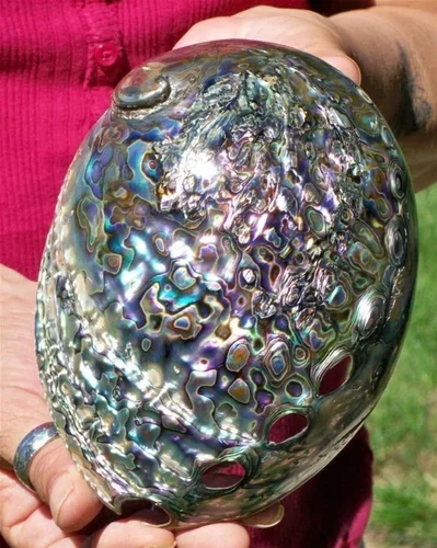 Best Quality Abalone Shell Gemstone Natural Mix Shaped for Jewelry Making Use at Wholesale