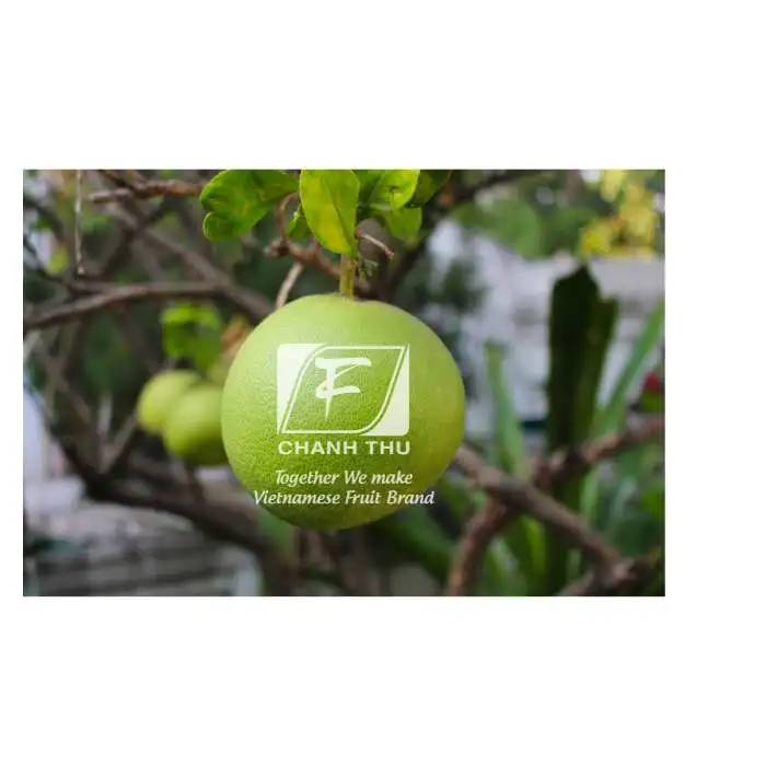 Fresh Pomelo Fruit Vietnam honey pomelo  grapefruit export worldwide - Wholesale for fresh citrus fruit /