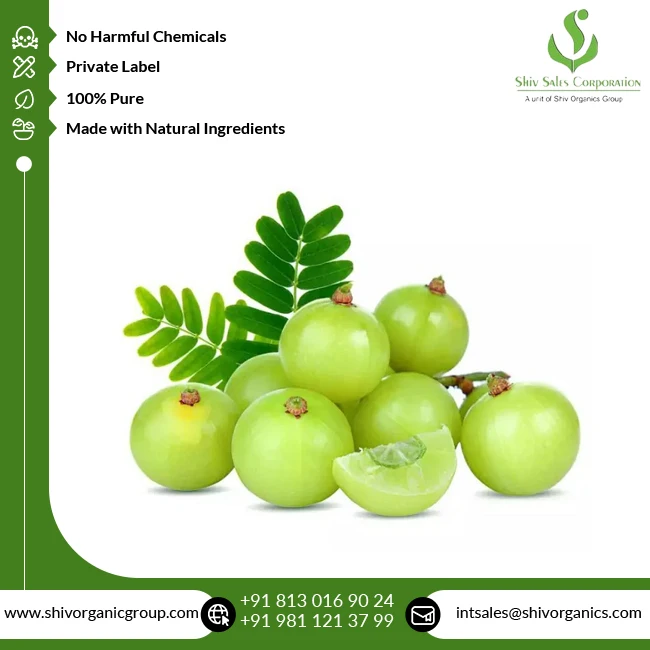 Fresh Quality Cosmetic Grade Wholesale Pure and Natural Amla Extract Powder from Indian Supplier at Bulk Price