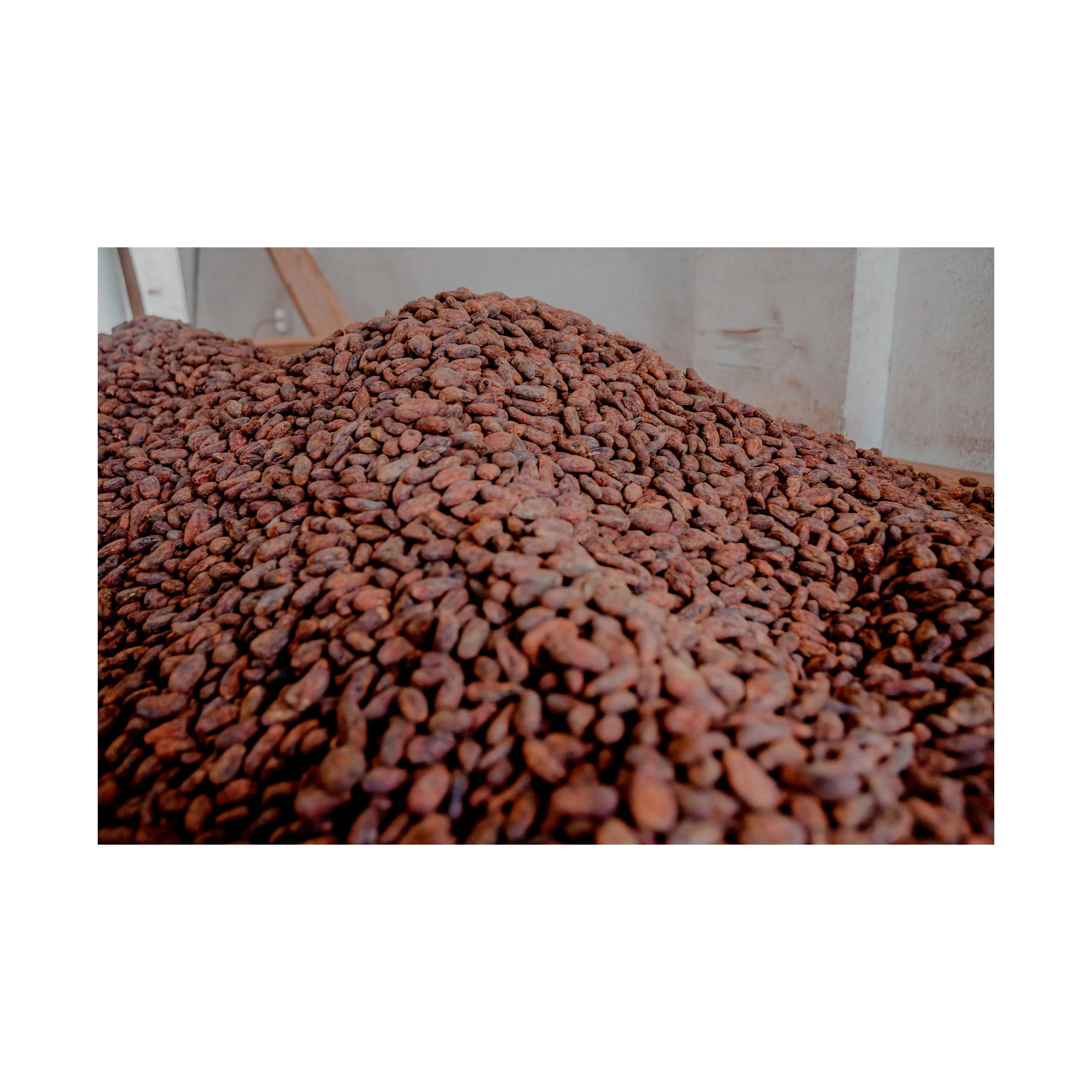 New Crop Fermented Cocoa Beans High Quality Cacao Beans High Quality Cocoa Beans 100% Natural