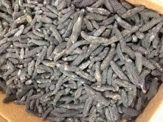 Dry-Sea-Cucumber (1).jpg