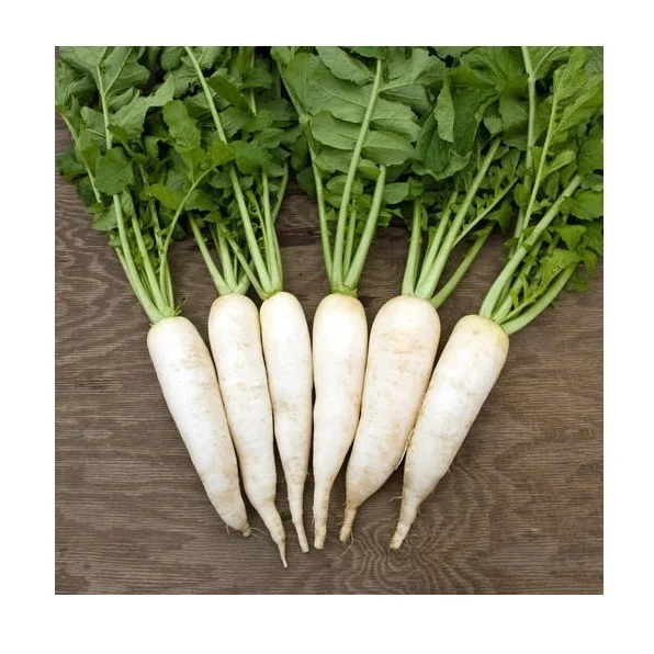 Hot Selling Price Fresh Vegetables Radish in Bulk