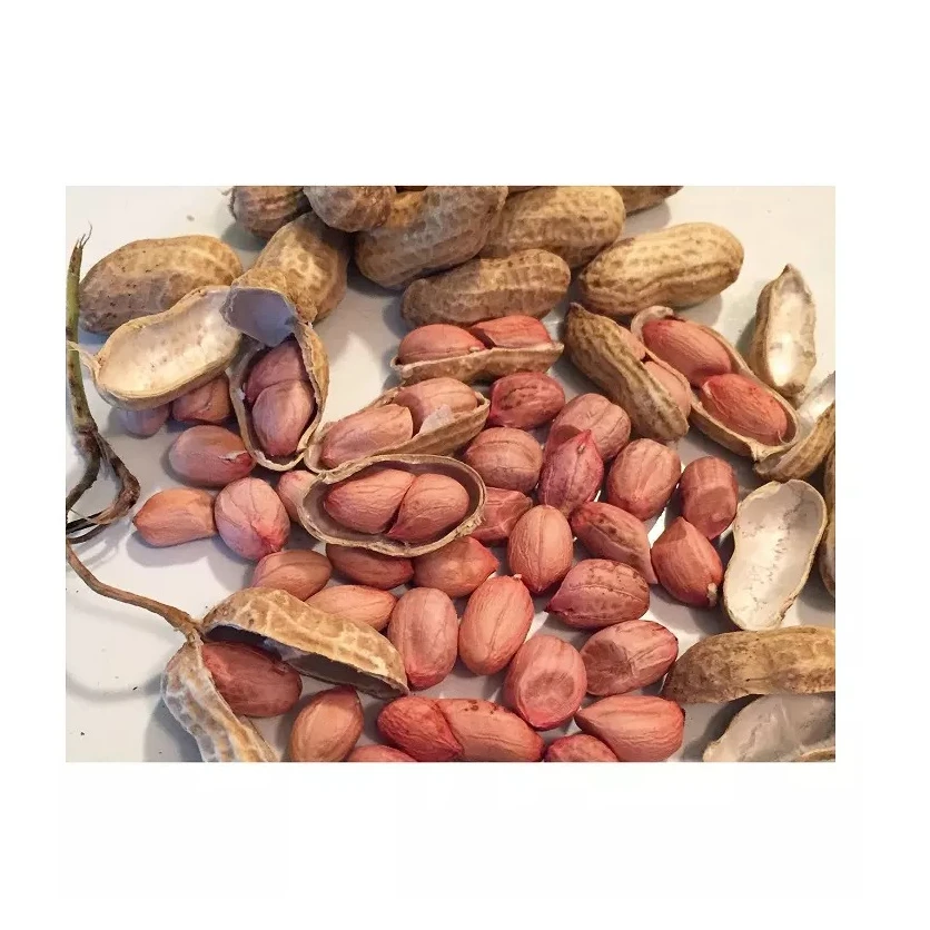 Best Quality Natural Organic Peanut Raw Organic Peanuts