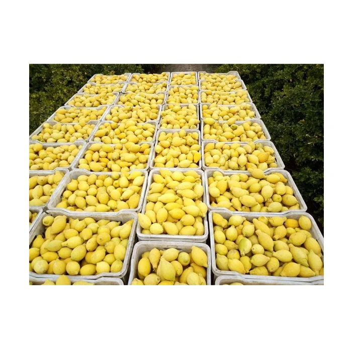 Bulk Sale on Premium Quality Wholesale Juicy Citrus Fruit Fresh Verna Lemon from Egypt Origin Supplier at Reliable Price