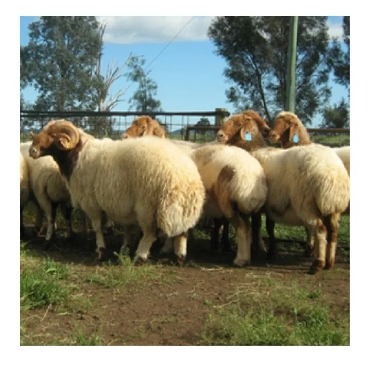 Direct Supplier Alive Awassi Sheep Bulk Quantity Available At Cheap Price