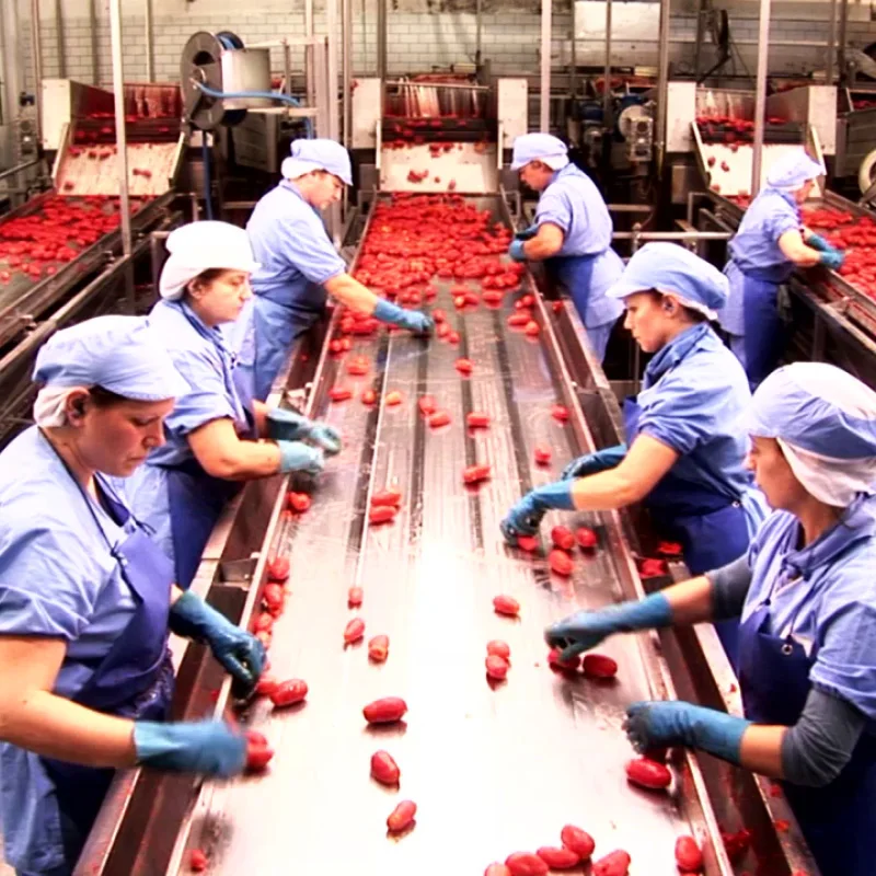 Top Quality 100% Italian La Romanella Peeled tomatoes in easy-open cans 24x400g For Export