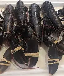 Живые лобстеры/живые колючие лобстеры/Живые морепродукты оптом бразильская упаковка замороженная с 12 месяцами Срок годности 10