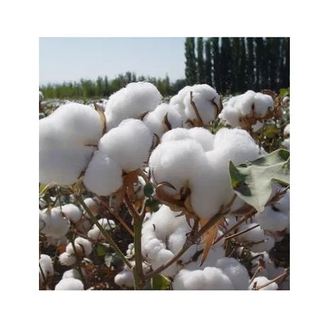 Fast Delivery Cheap Price Bulk Stock Organic Raw Organic Cotton Seeds For Sale In Bulk / Raw Organic Cotton Seeds