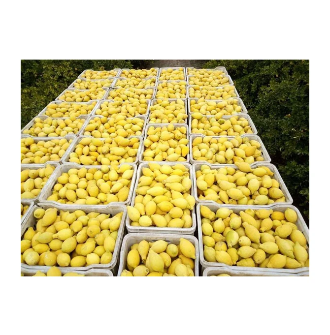 Superior Quality Best Selling Egypt Origin Export Bulk Sale Juicy Citrus Fruit Fresh Verna Lemon from Egypt
