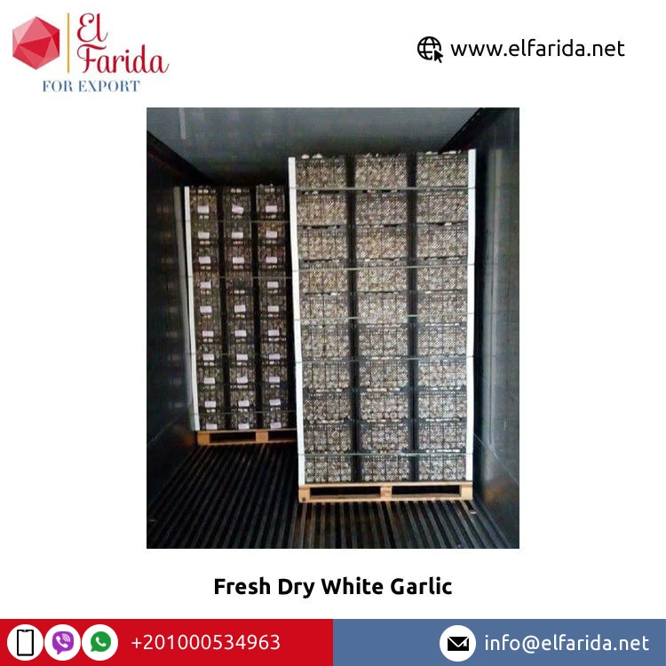 Ведущий поставщик и экспортер египетского чеснока-натуральные овощи свежий сухой белый чеснок по оптовой цене