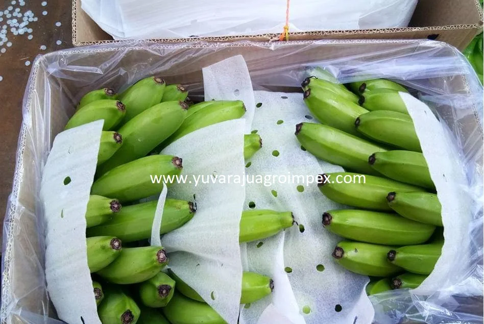 Export High quality popular fruit of Musa acuminata Cavendish Banana Exports in India to Motaf Lavan Iki Island Ishigaki