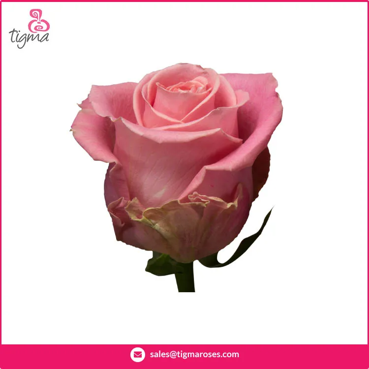 Лидер продаж Ecuador Rose Hermosa натуральные свежие цветы Длинные срезанные розы для