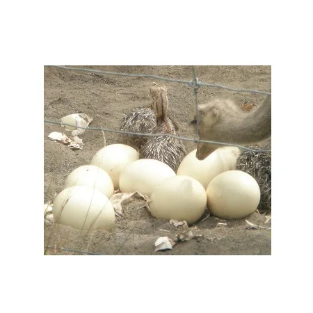 High Quality Fertile Ostrich Eggs