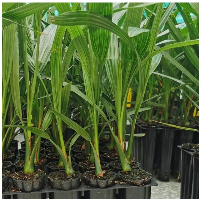 Best fertilizers is manure high-potassium fertilizer use the seeds from any variety of date to start a date palm tree fastest-gr