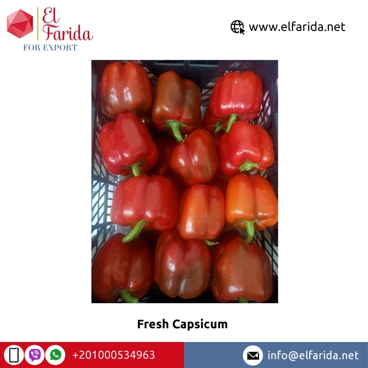 Superior Quality Best Selling 100% Natural Fresh Vegetable Colored Peppers/ Fresh Capsicum from Egypt Origin Supplier