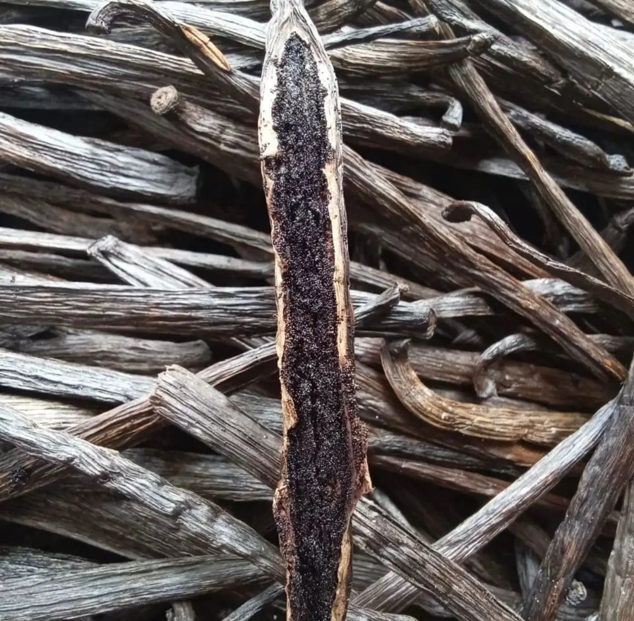 Best Quality Vanilla Beans price vanilla beans specification of vanilla beans