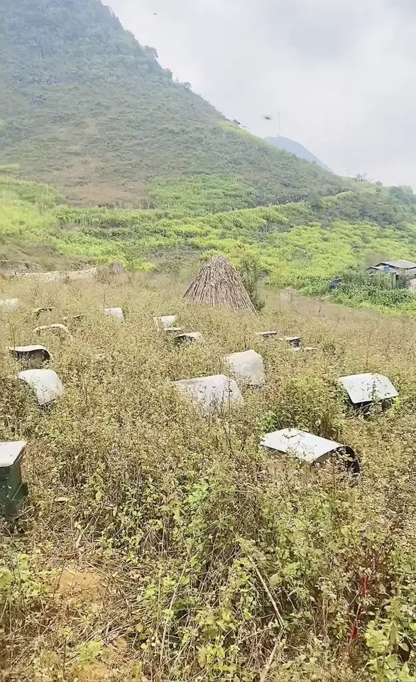 Can (Tinned) Packaging OEM/ODM Low MOQ High Quality Natural Forest Honey for Drinking, Cooking, Skincare Made in Vietnam