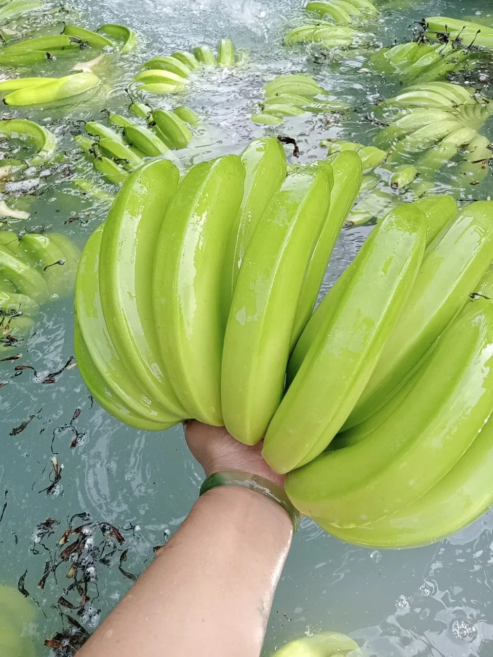 Лидер продаж, вьетнамский свежий банан по индивидуальному заказу, естественный сладкий класс B789, банан Cavendish, низкая цена, минимальный заказ