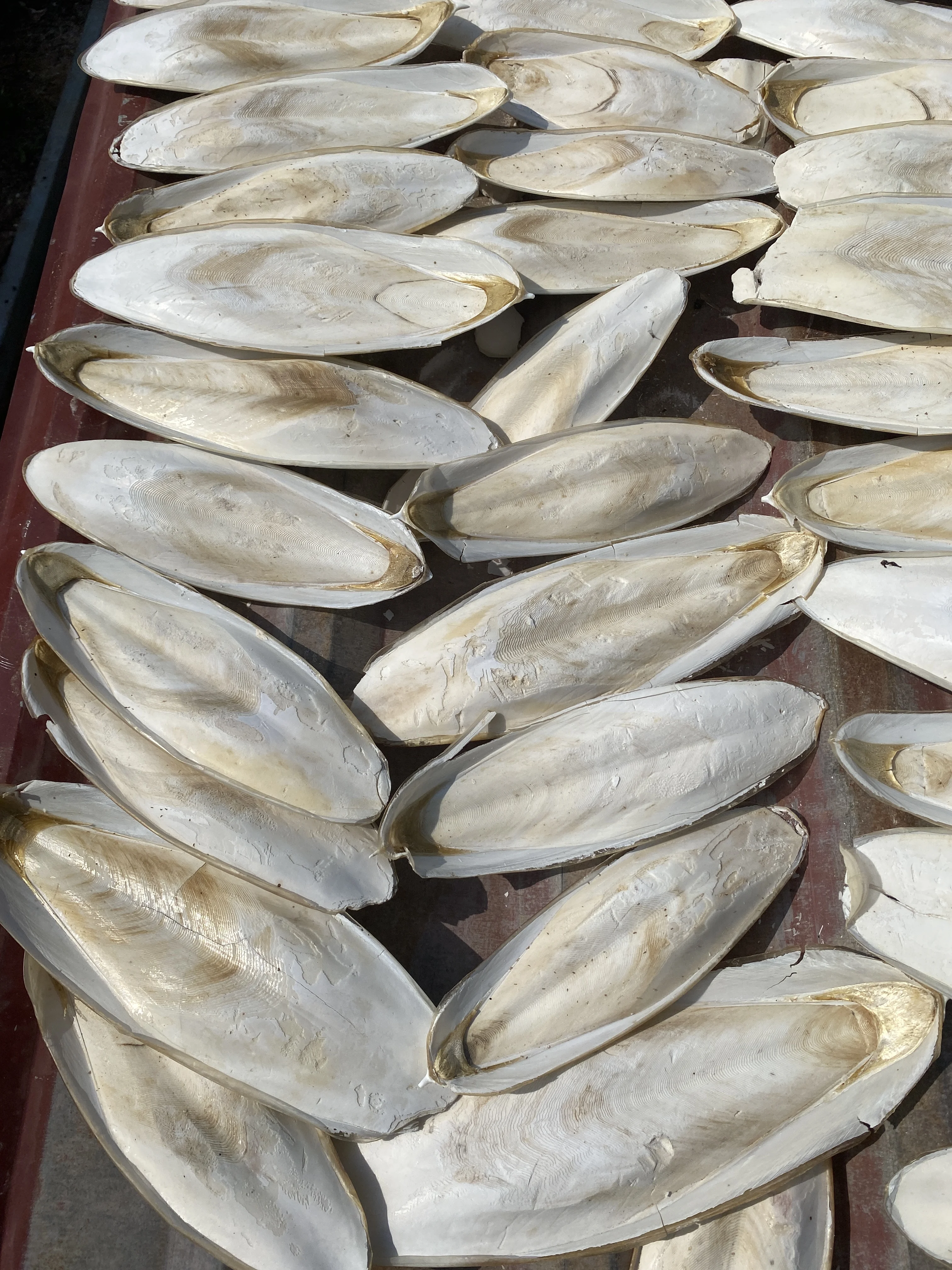 Sun Dried Cuttlefish Bone for customers Vietnamese NATURAL WHITE Dried CUTTLEFISH BONE SQUID BONE