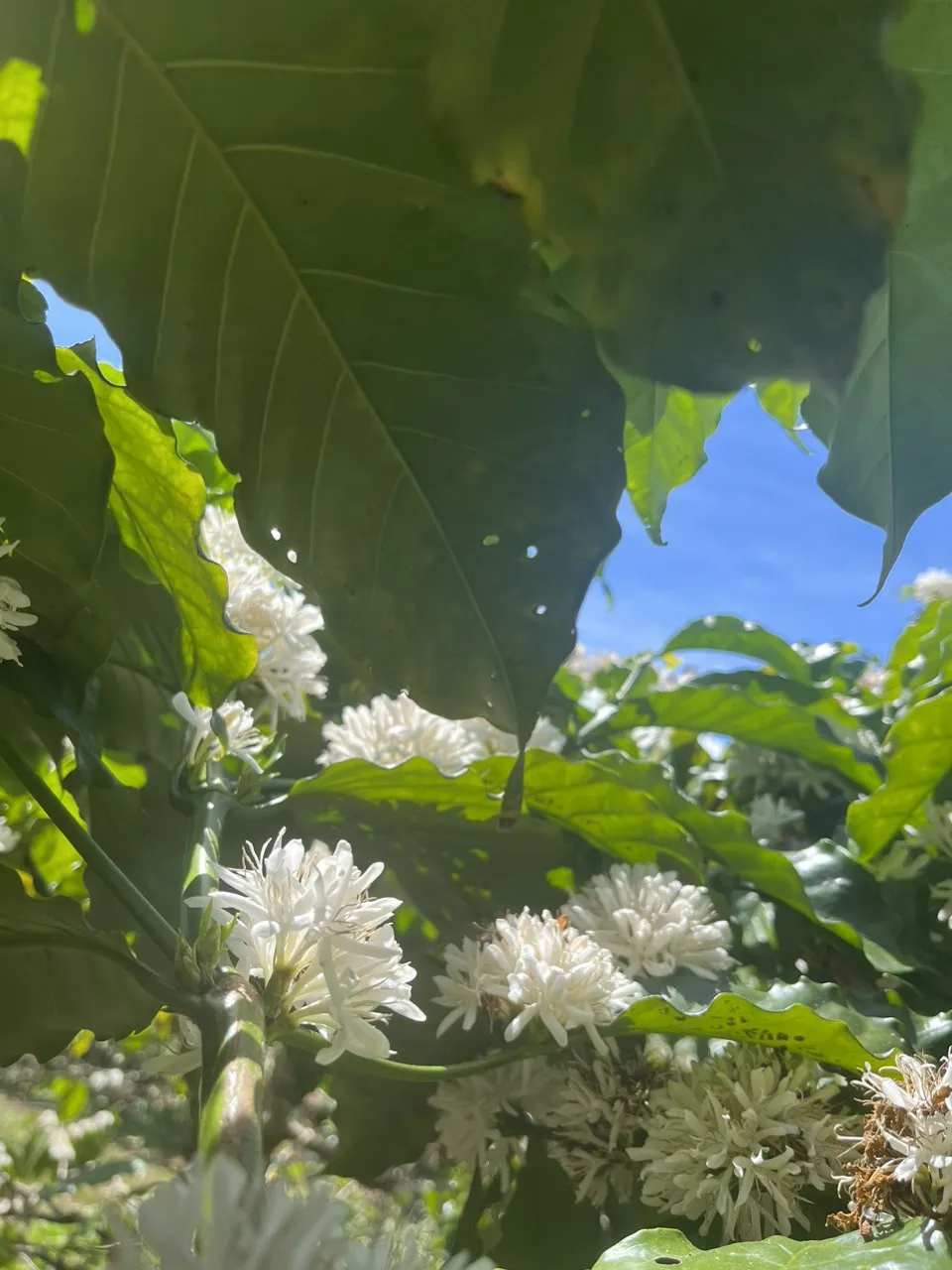 Vietnamese Robusta Fruity Smooth Balanced Harmonious COMMON Cultivation Type Agriculture Green Coffee Beans