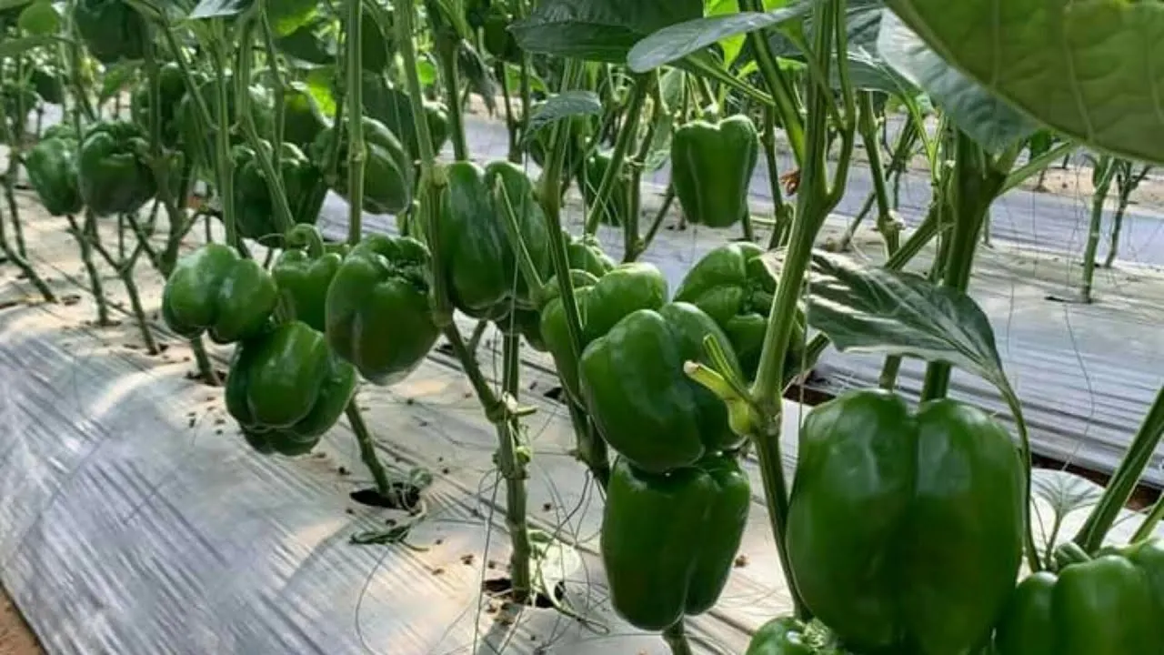 The Best Supplier Green Farmer From Vietnam Fresh Capsicum Bell Pepper Fresh Vegetables Fresh Agriculture High Quality Spicy