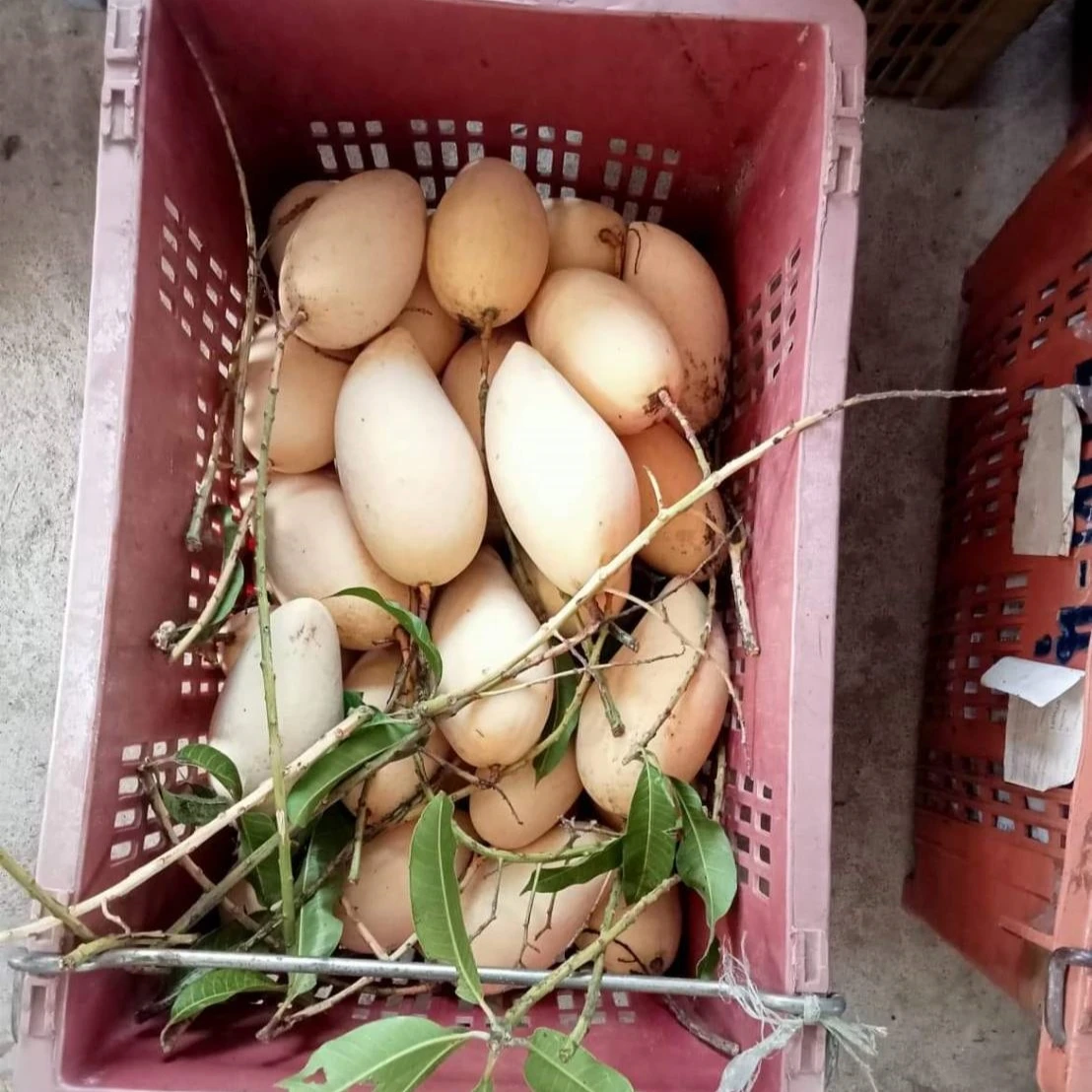 Свежее Золотое манго высокое качество сладкие вкусные премиум и 100% натуральные отображаемые из таиландских