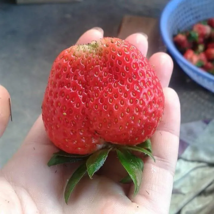 High Quality Juicy Texture Fully Ripe Dessert Sweet Fresh Strawberry Export New Crop Price For Fresh