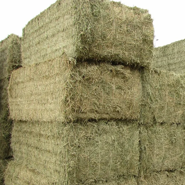 Animal Feed Grade Top Quality Alfalfa Hay Pellets For Sale Top Grade In Bulk Quality Rhodes Grass Hay 1/6 Best Factory Price