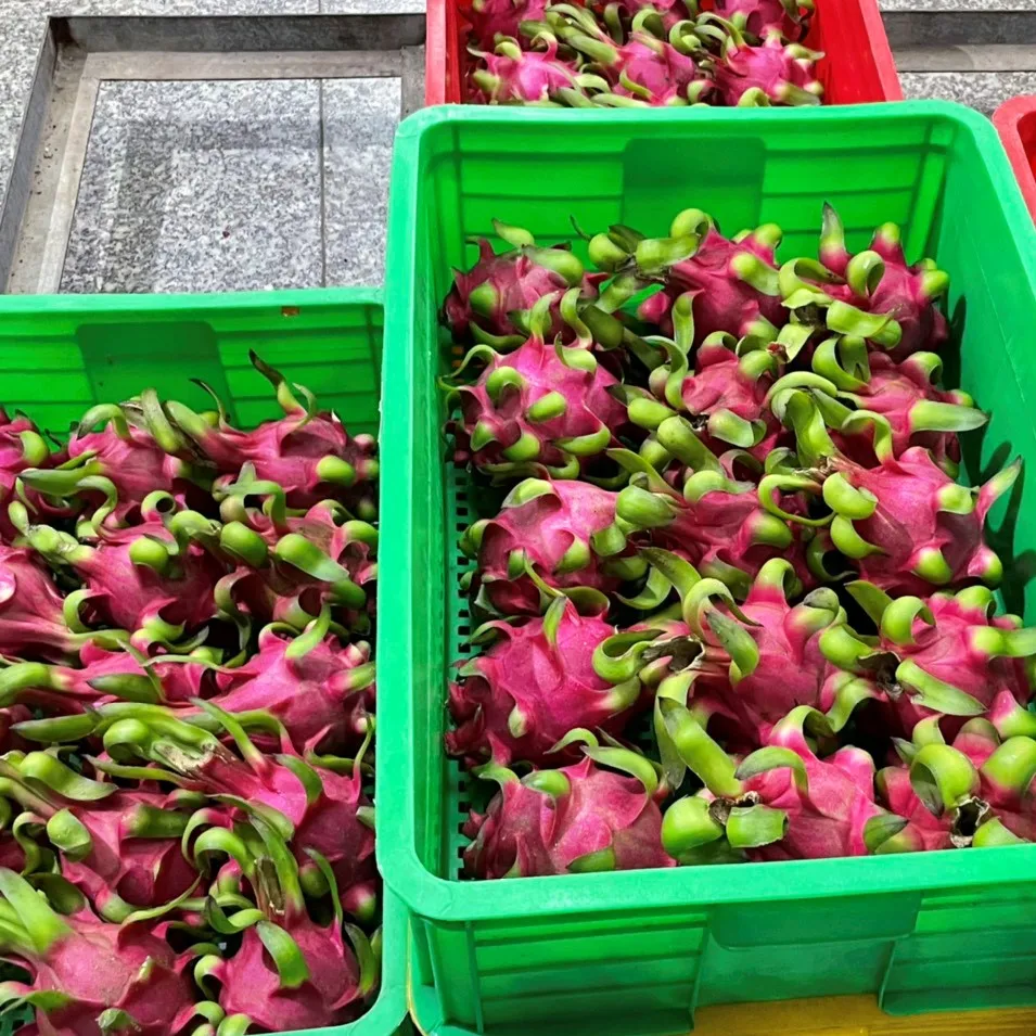 VIETNAM FRESH DRAGON FRUIT White Style Color Origin Type Flesh Variety Grade 1 Maturity Cultivation Common