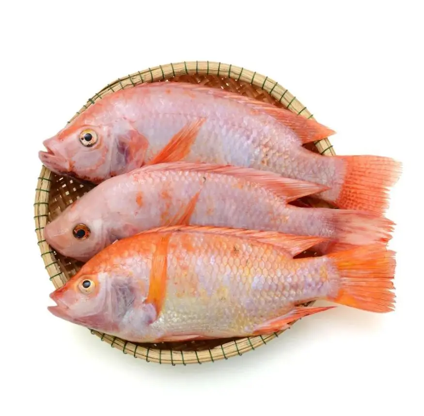 Frozen Niloticus Tilapia Fish Cleaned Gutted Scaled IQF Whole Black Red Preserved with Salt Dried Style with Head Bulk Packaging