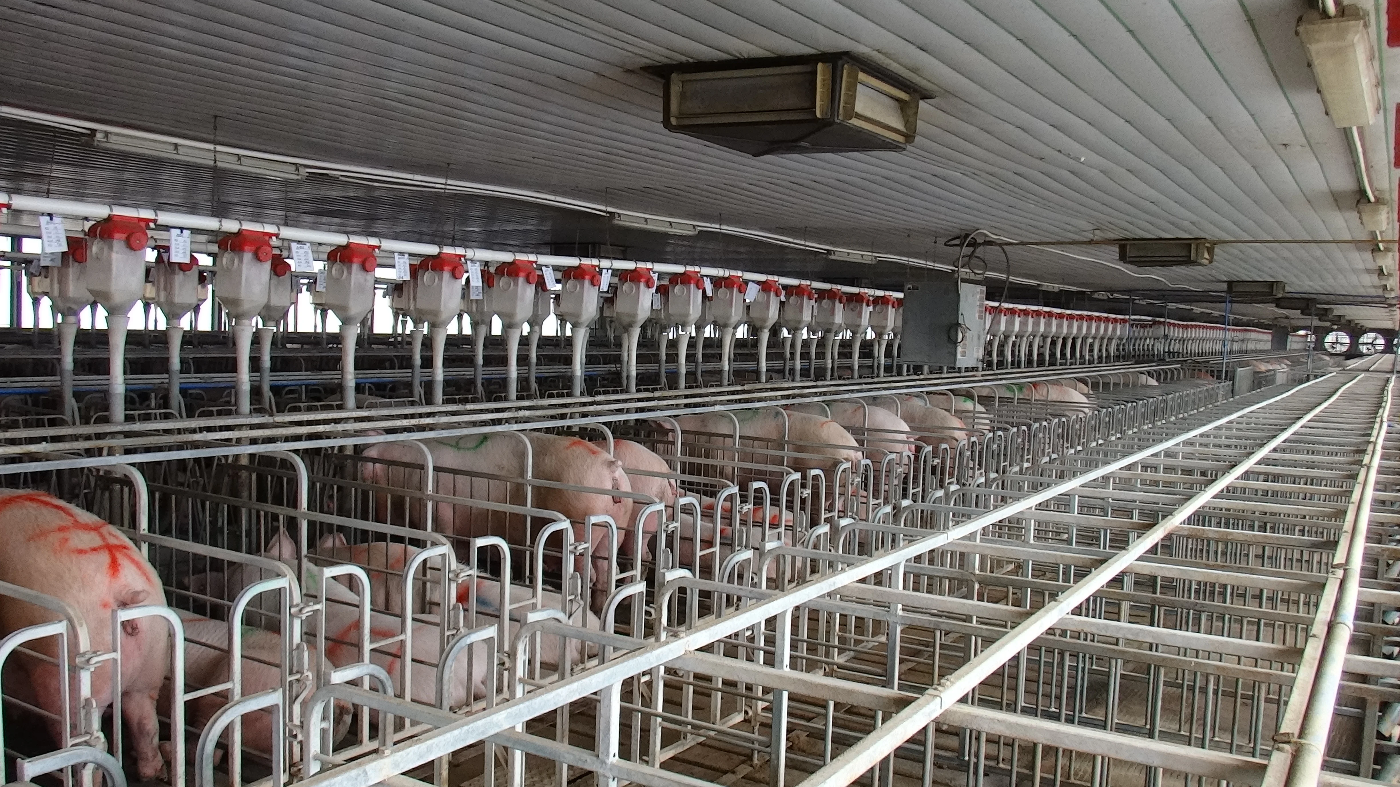 Hot Selling Products Animal Farming Equipment Heavy Gestation Stall Pig Sow Limit Positioning Bar Galvanized Gestation Pen