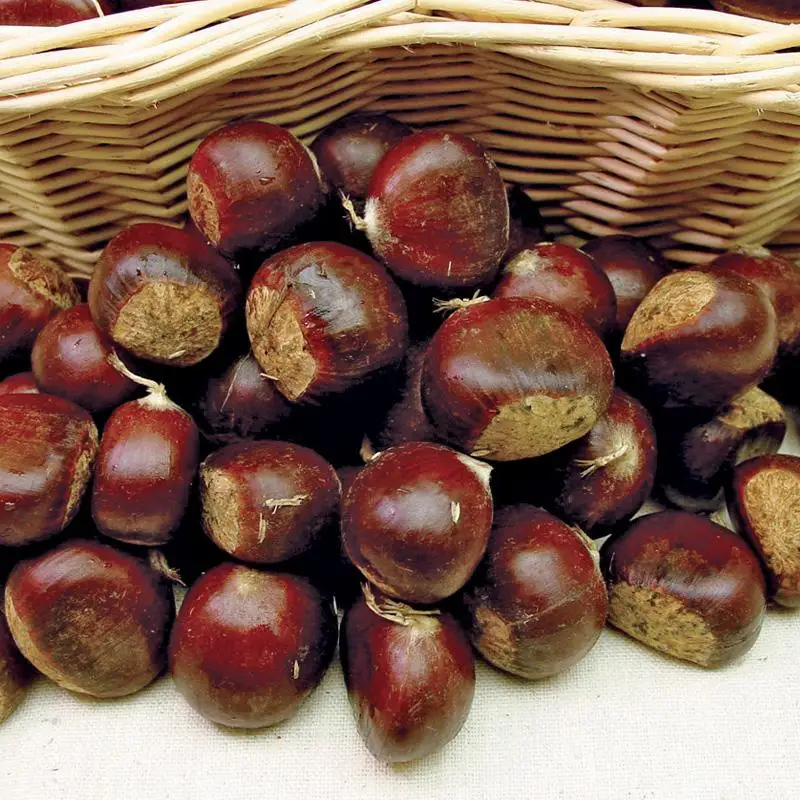 China factory supply snack small package Food Organic Peeled Roasted Chestnuts Fresh Chestnut/ Chinese chestnut/ sweet chestnut