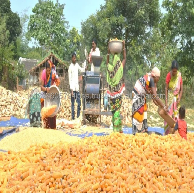 Yellow Corn Maize For Animal Feed | Pure Original Aged | Best Natural High Protein | A Quality Product by Organic Smile India