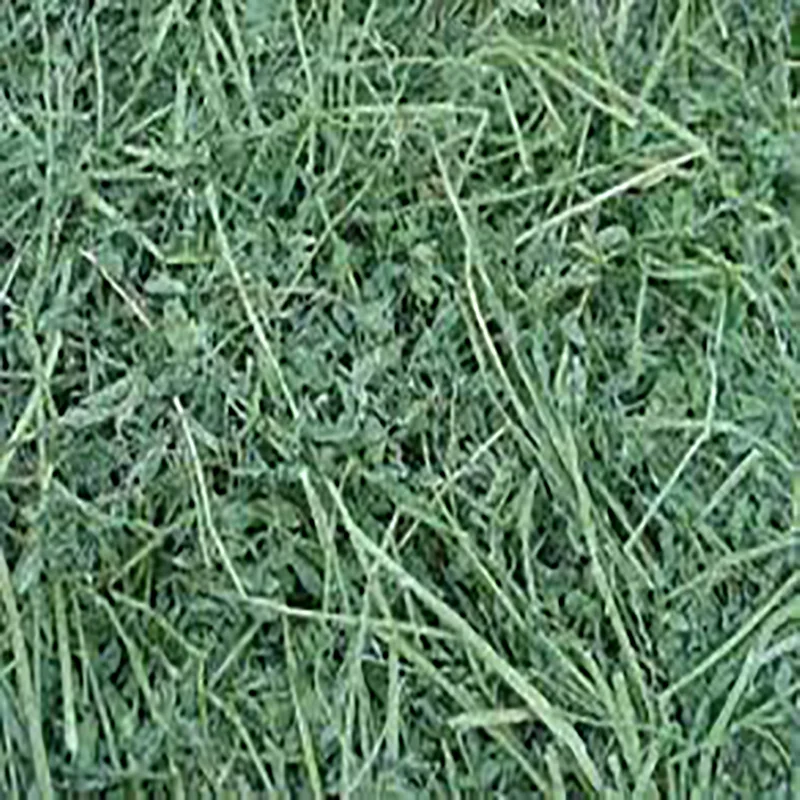 Good Quality Quality Timothy Hay Quality Alfalfa Hay/ Timothy Hay/ Lucerne Clover in Bales