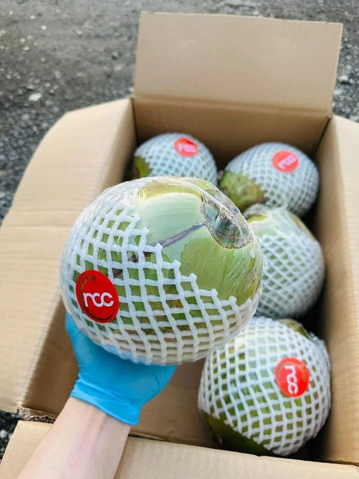 Competitive Price Tropical Fruit Big Size For Export Fresh Young Coconut Origin Vietnam