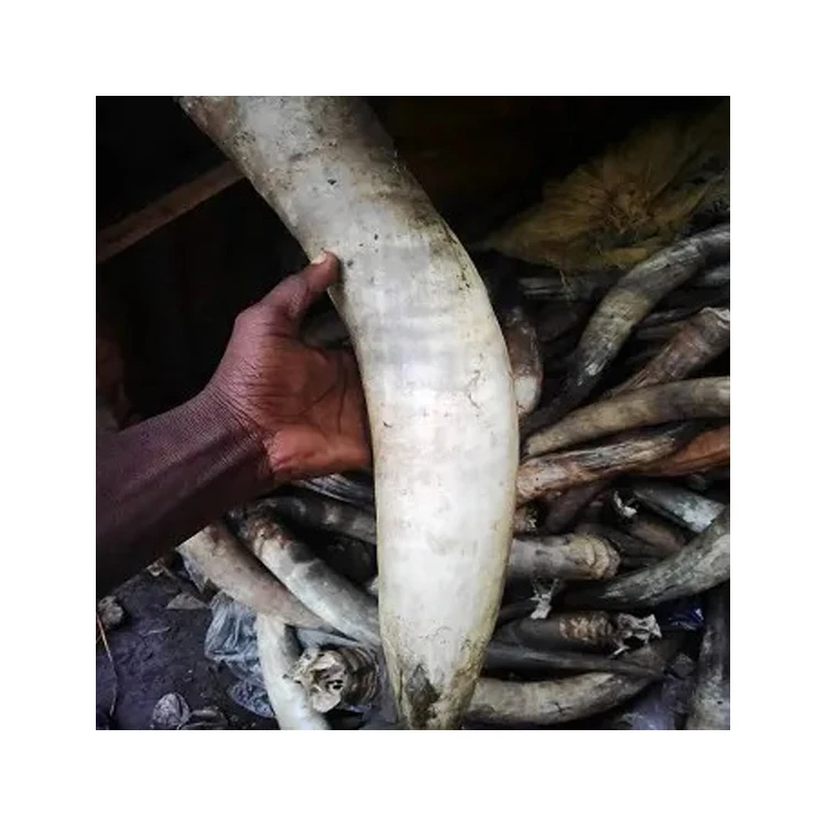 Superior Quality Hot Selling Craft Products Nigerian Origin Natural Crafts Cow Horns at Wholesale Market Price