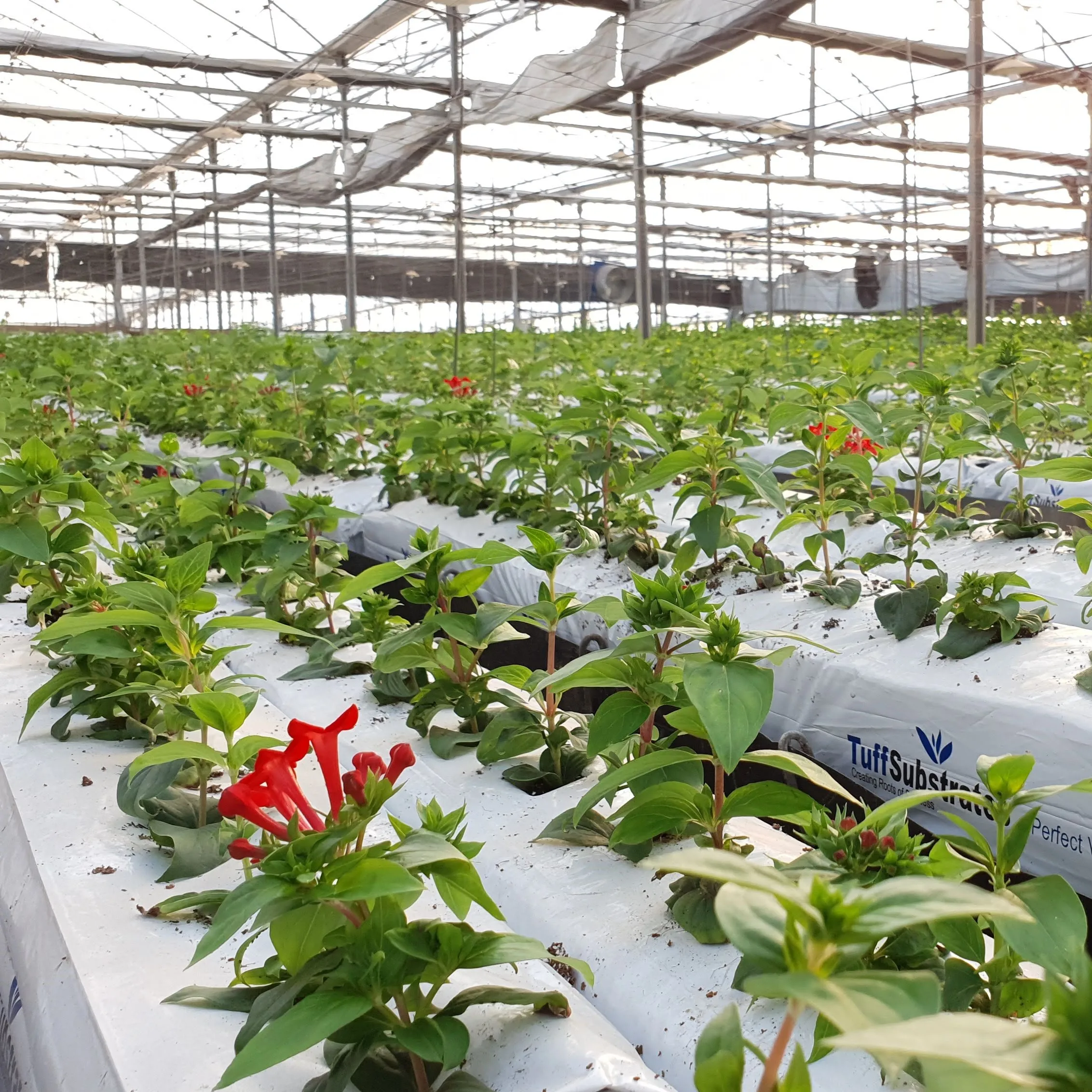 Sell Cocopeat Growbag 28L Microbiological Soil Nutrition Substrates Biochar Coir Mattress Tuff High Quality Brand Manufacturer