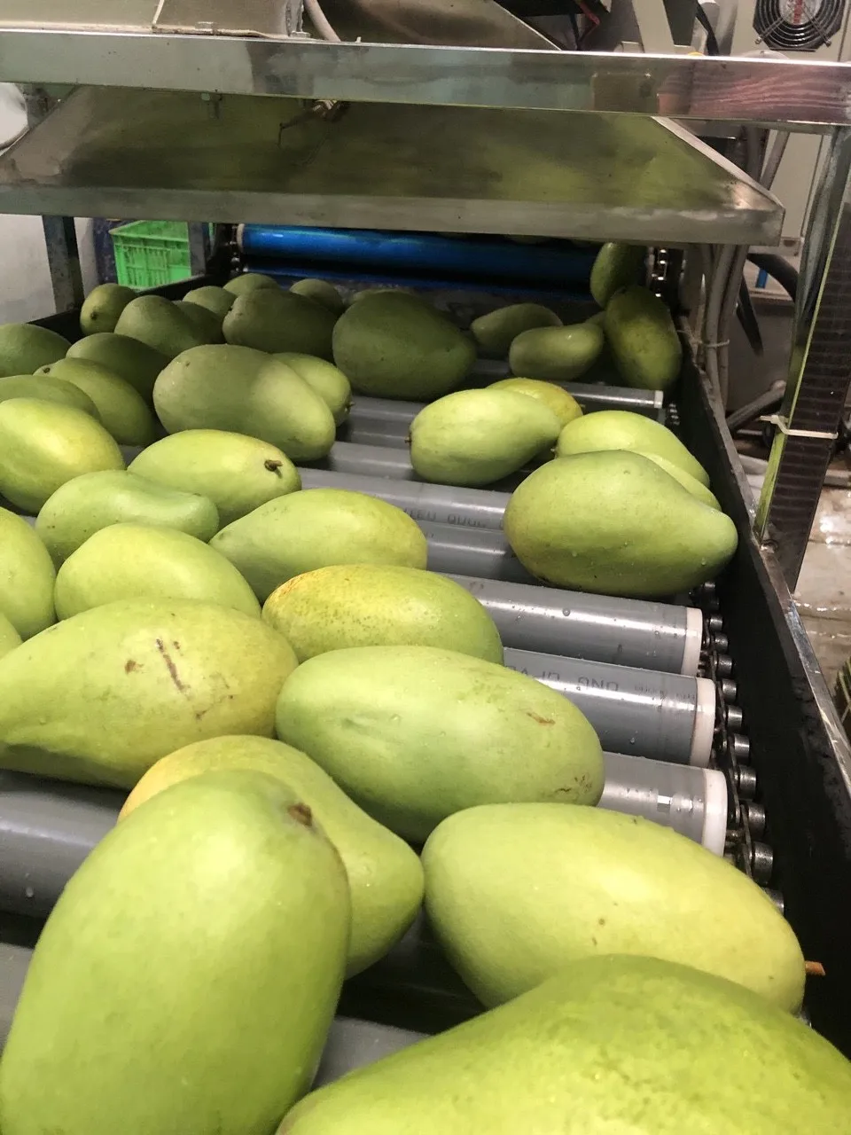 Cheap Price Fresh Mango Fruit From Vietnam / Fresh Mango High Quality Wholesale 2023