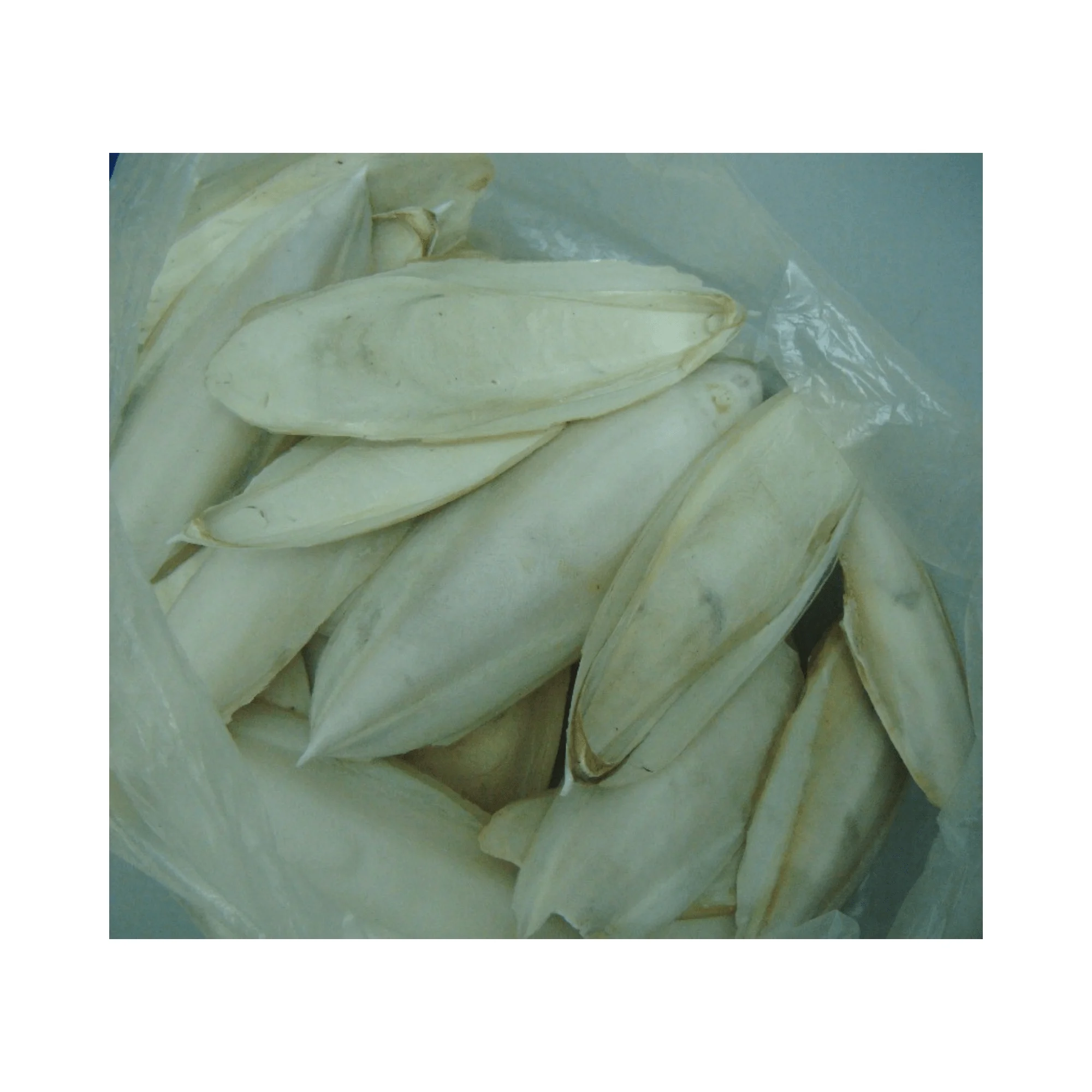 Dried Cuttlebone for bird / Cuttlebone Material supply in bulk Wholesales High quality and competitive price from 99GD