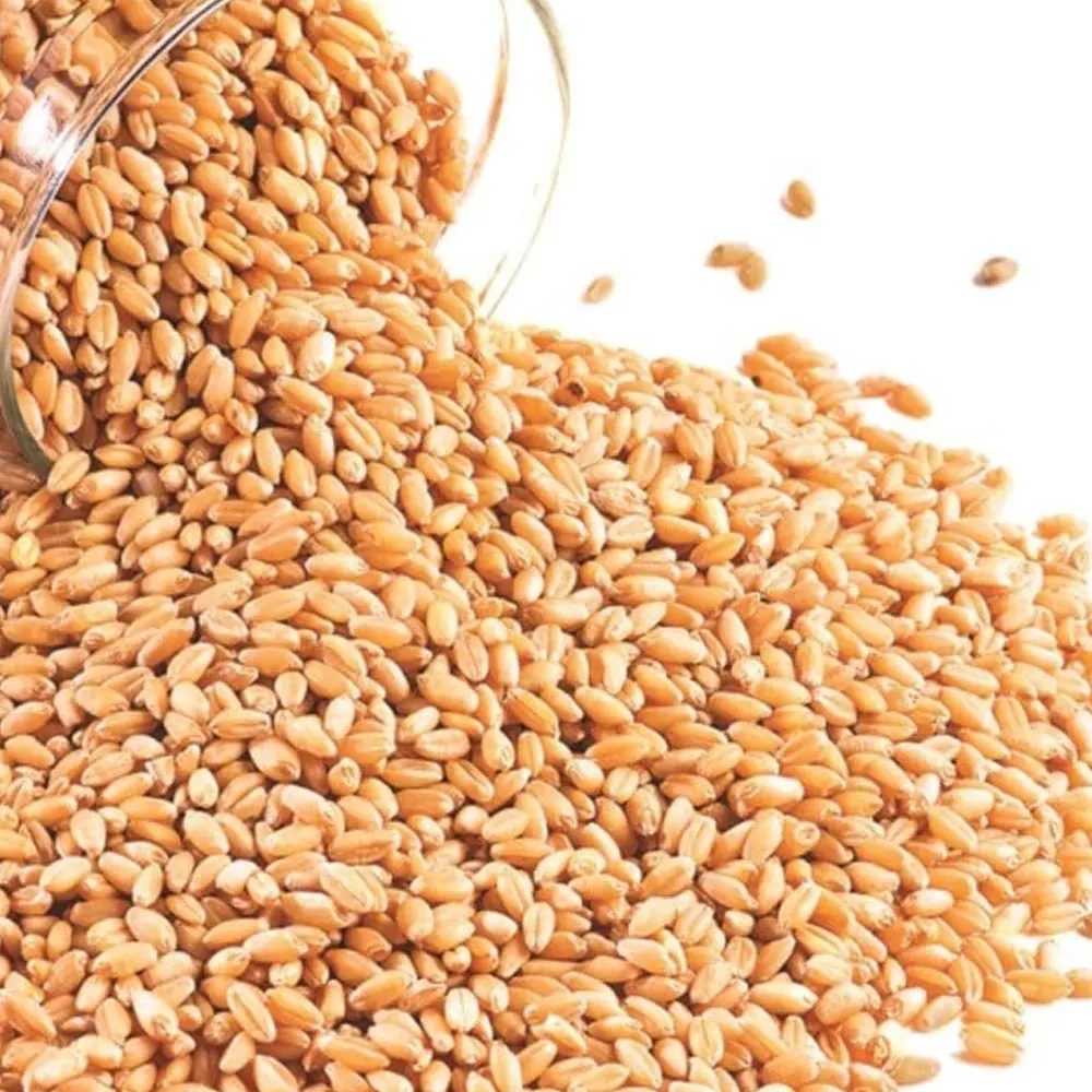 Durum Wheat Hard Grain Whole Sale Prices Cheap Price Wholesale Organic for in Bulk