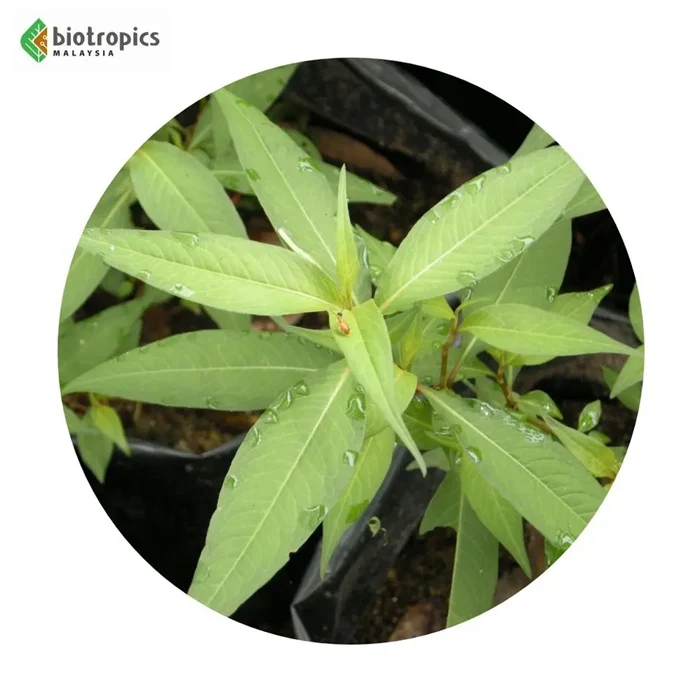 Food Grade Water Pepper Leaf Extract Kesum Ingredients Powder Culinary Use Herbal Extract or Supplement