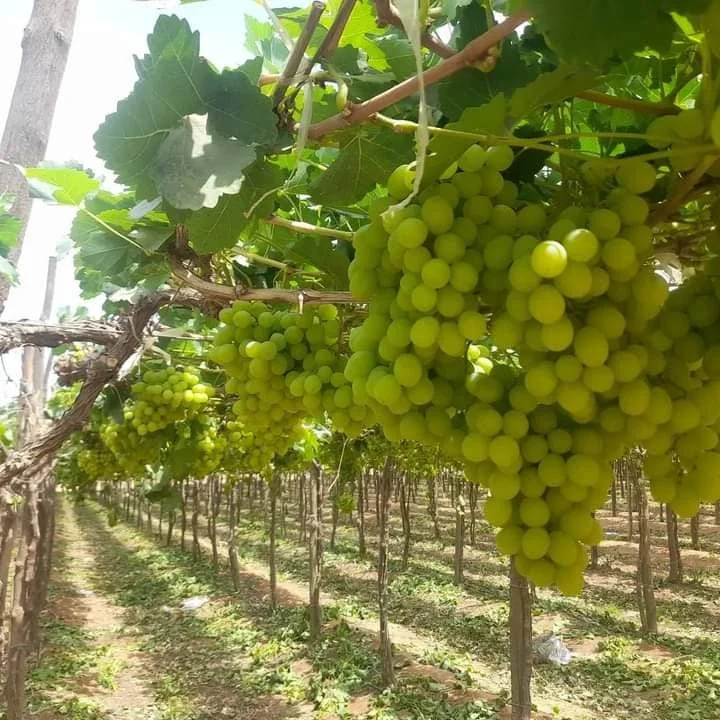 Fresh Grape aa.jpg