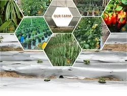 Whole Dried Red Chili Bird Eye Chili High Quality