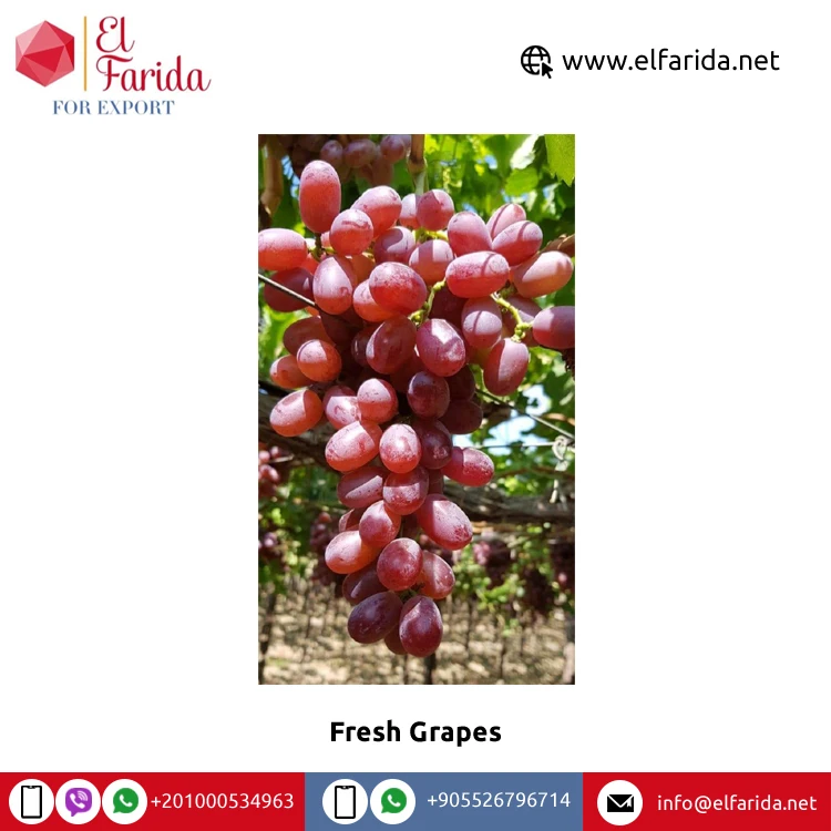 Leading Exporter of Best Selling High Quality Season Grade Fruit Red Fresh Grapes at Direct Factory Price from Egypt
