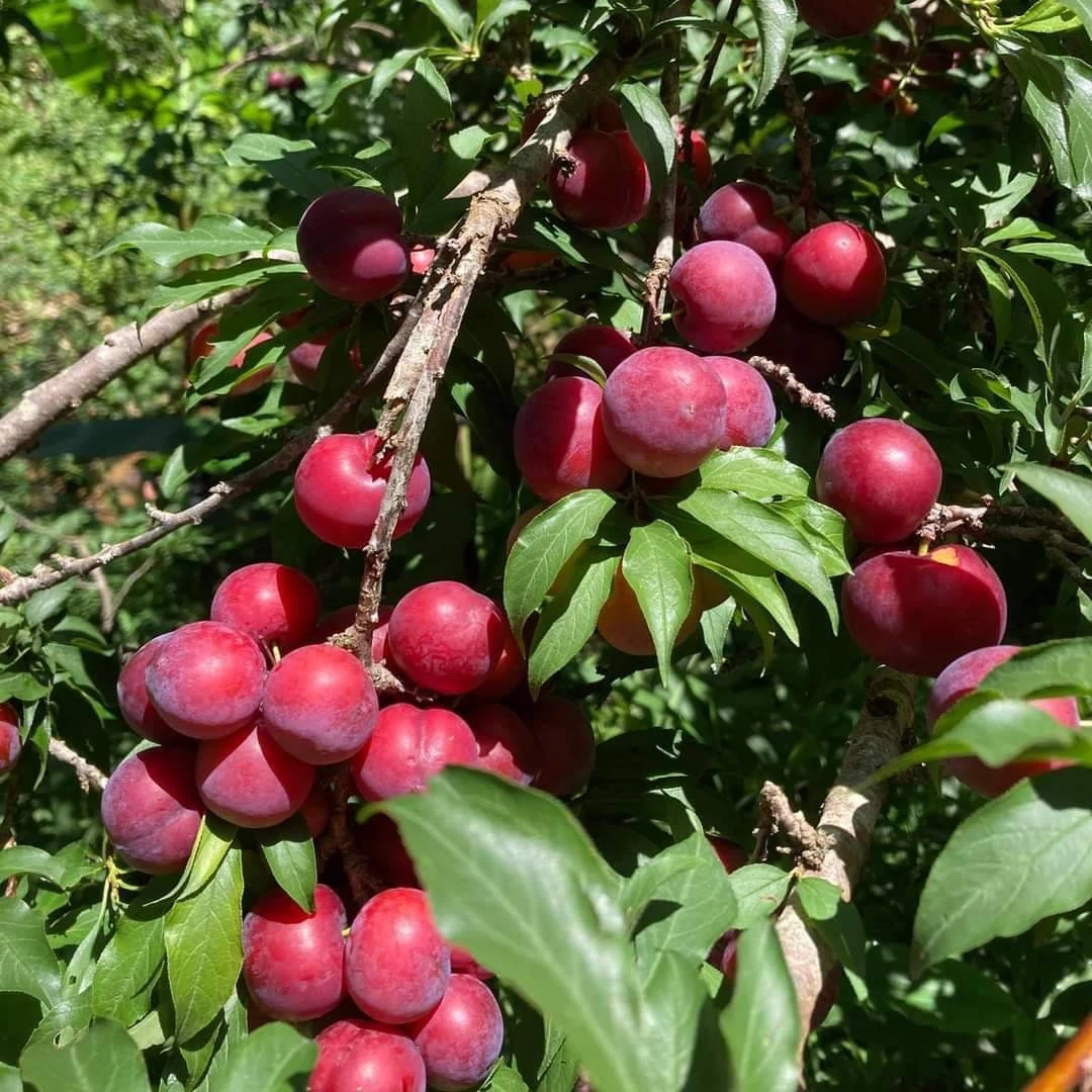 High Quality Fresh Juicy Red Plums Tasty Delicious Sweet Premium Grade 100% Natural from Thailand Farm