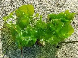 Exuding a fresh breath bagged sea lettuce green Ulva Lactuca NORI with favorable price Akina
