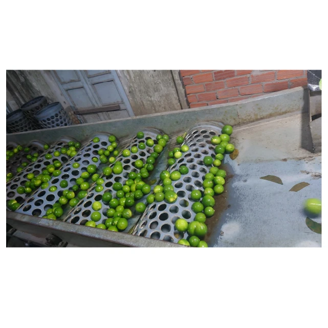 Product fresh lime premium quality new crop from Viet Nam to US market