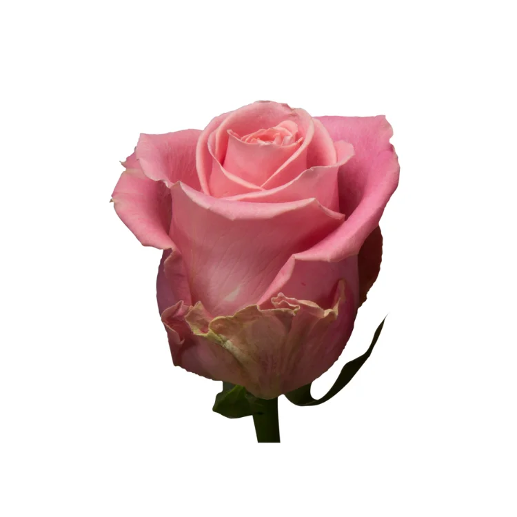 Лидер продаж Ecuador Rose Hermosa натуральные свежие цветы Длинные срезанные розы для