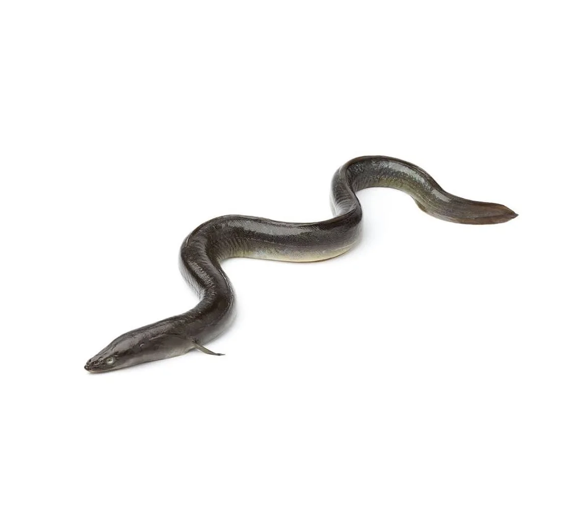 Wholesale Factory Packaging Hot Sale Frozen Live Eel Fish Wholesale In Cheap Price Live Eels Conger Eel For Sale From Bangladesh